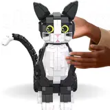 Black and White Cat