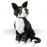 Black and White Cat